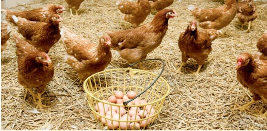 ABD Tarım Bakanlığı'nın (USDA) verilerine göre, beyaz büyük kabuklu yumurtaların