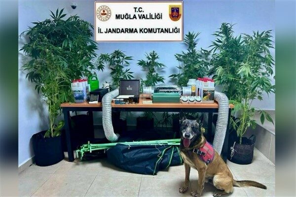 Muğla İl Jandarma Komutanlığı ekipleri tarafından Bodrum İlçesi Kızılağaç Mahallesinde bir