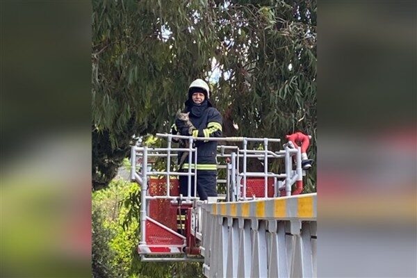 Hatay'ın Samandağ ilçesine bağlı Mızraklı Mahallesi’nde bir ağaca tırmandıktan sonra