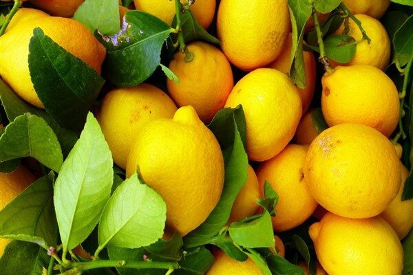 Ticaret Bakanlığı, limon ihracatına yönelik kararını açıkladı. Bakanlıktan yapılan açıklamada, son
