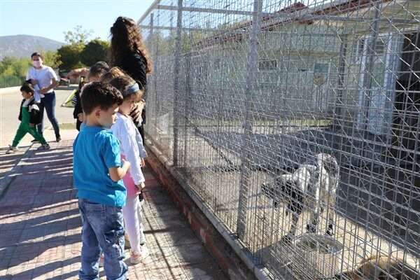 İlk kabul, yavrulu anne bakım, karantina, muayene, ameliyathane, müşahede, kedi