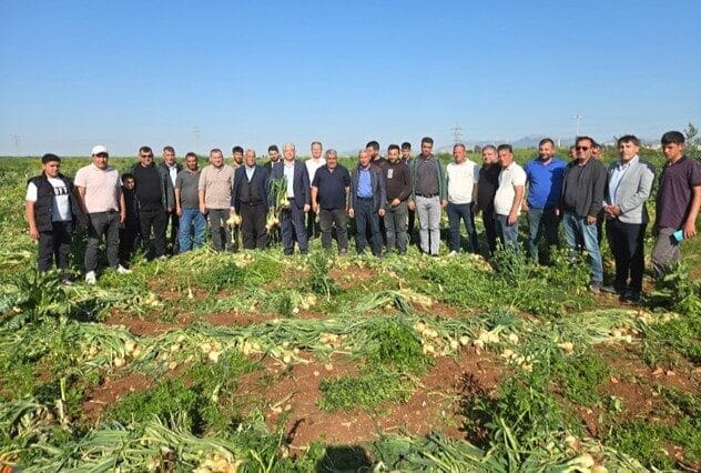 Yüreğir İlçesi Akarcalı Mahallesi’nde hasat edilmiş ve alıcı bekleyen soğanlarla