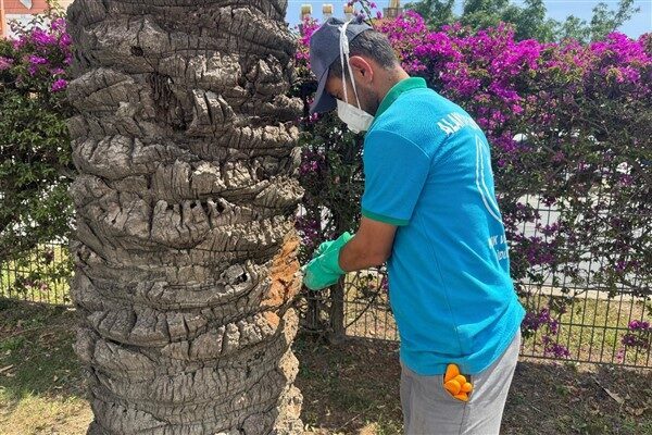 Alanya Belediyesi, endoterapi yönteminin hurma ve palmiye ağaçları için ideal