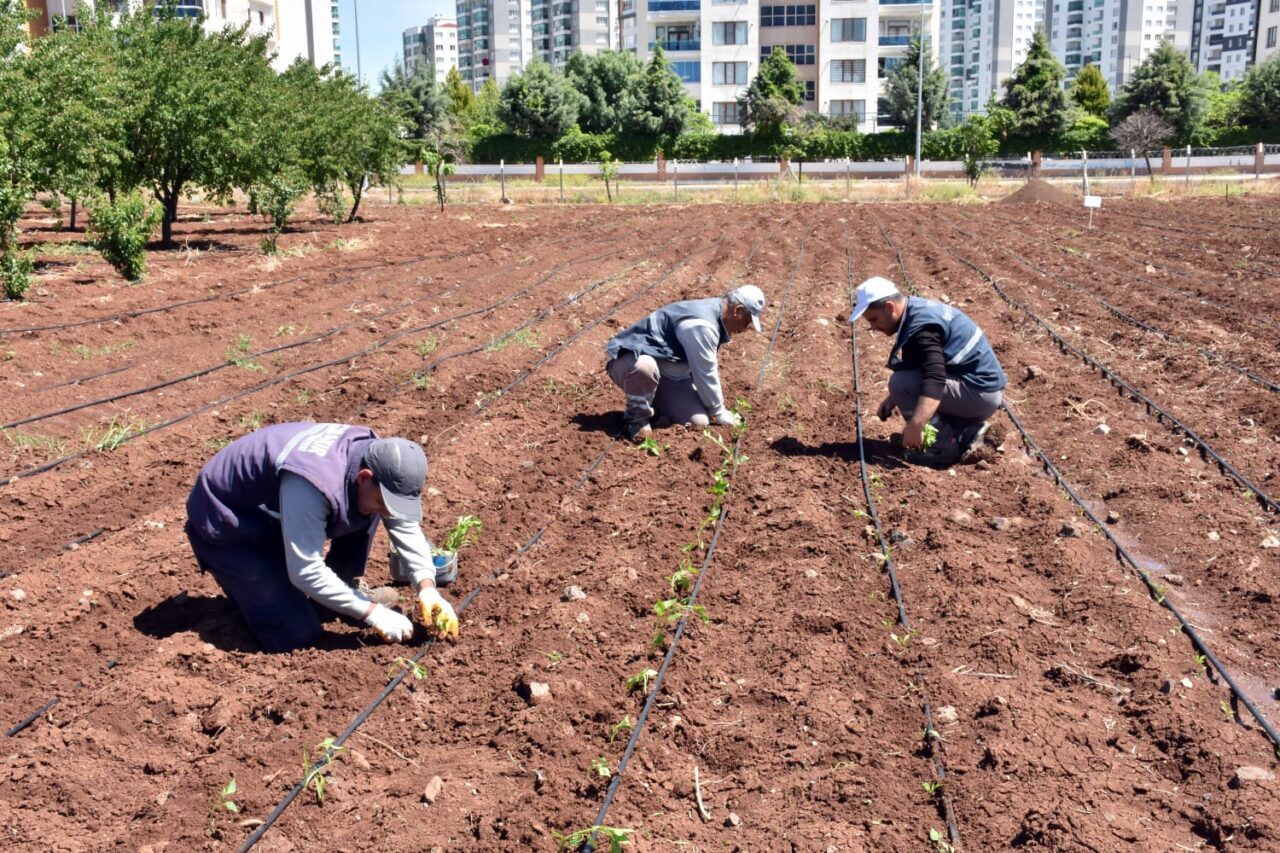 Kırsal Hizmetler Dairesi Başkanlığı, yerel tohumların çoğaltılması için Park ve