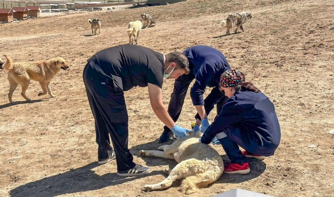 Veteriner İşleri Daire Başkanlığı ekipleri ile kentteki bir grup hayvansever,