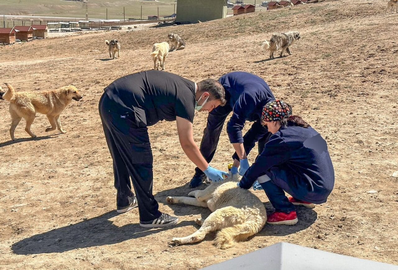 Veteriner İşleri Daire Başkanlığı ekipleri ile kentteki bir grup hayvansever,
