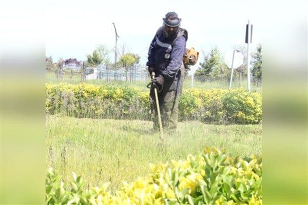 Giresun Belediyesi şehir estetiğini korumak için orta refüjlerde ve yol