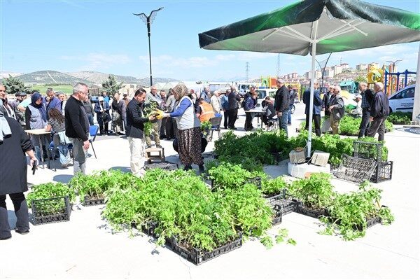 Park ve Bahçeler Müdürlüğü, köylerden toplanan yerli domates ata tohumlarını