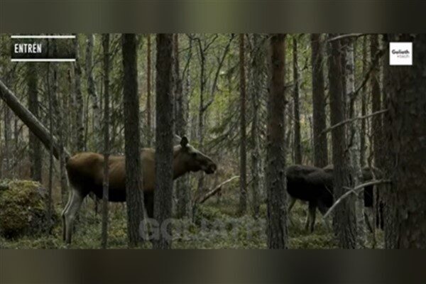 İsveç'te popüler hale gelen doğa belgeselinde, SVT ekibi 478 saatlik