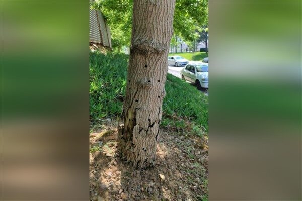 İstanbul Beykoz'da akçaağaç ağaçlarında hastalık saptandı. "Turunçgil uzun antenli böceği"