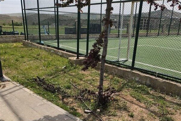 Belediye, genç fidanların ve ağaçların zarar görmesi ile ilgili artan
