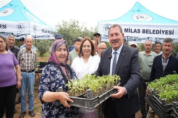 Milas Belediyesi, Kırcağız serasında yerel ata tohumlarından üretilen sebze fidelerini