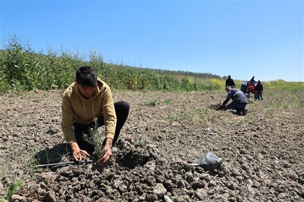 Belediyenin atıl durumdaki arazilerini tarımsal üretime ayıran Nilüfer Belediyesi, Konaklı