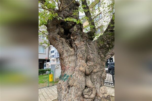 Hacıilyas Mahallesi’ndeki Dutlubahçe Parkı’nda bulunan asırlık dut ağacının gövdesinde oyuklar
