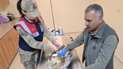 Şanlıurfa İl Jandarma Komutanlığı HAYDİ ekipleri tarafından Viranşehir'de yaralı bulunan