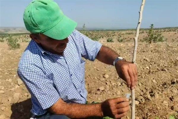 Her yıl ortalama 20 Mayıs’ta başlayan ve 10 Haziran’a kadar