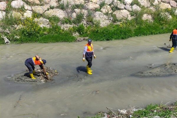 Ekosistemin sürdürülebilirliği açısından büyük önem taşıyan çalışmalarda İnci Kefali’nin üreme