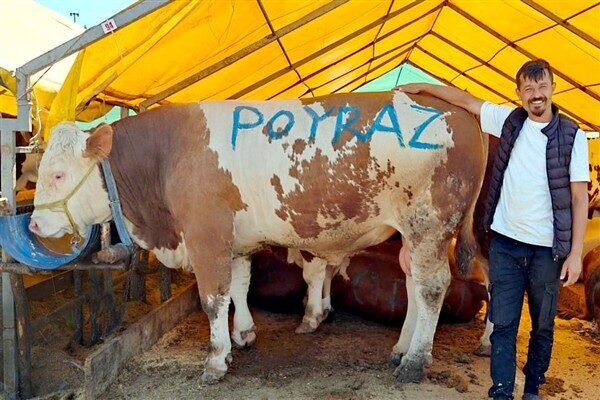 Tokat’tan gelen satıcı Sercan Aydemir’in pazara getirdiği 1 ton 250