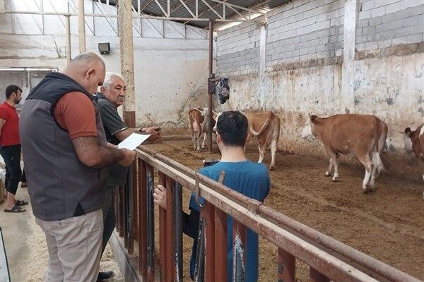 Süt koyunculuğu ve süt sığırcılığı hibe desteği proje ile ilgili