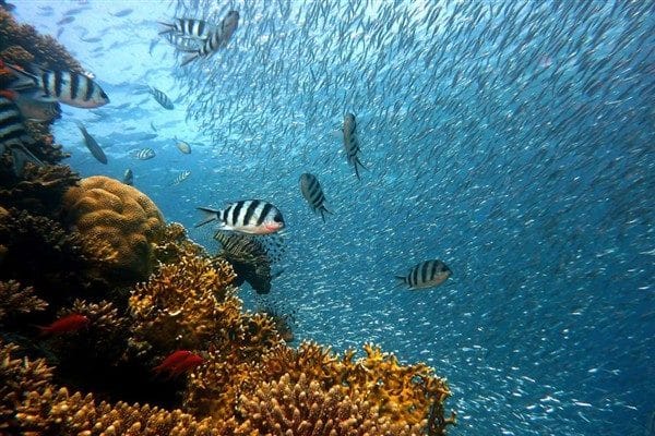 BM’den yapılan açıklamada bu ayki BM Okyanus Konferansı sırasında yayımlanan