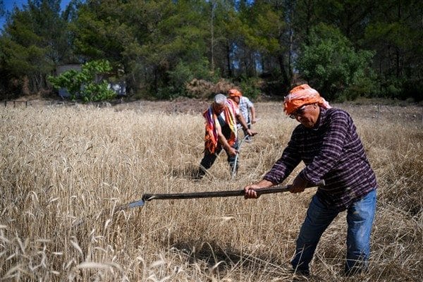 Belediyeye ait 15 bin metrekare arazide yapılan üretimden bu yıl