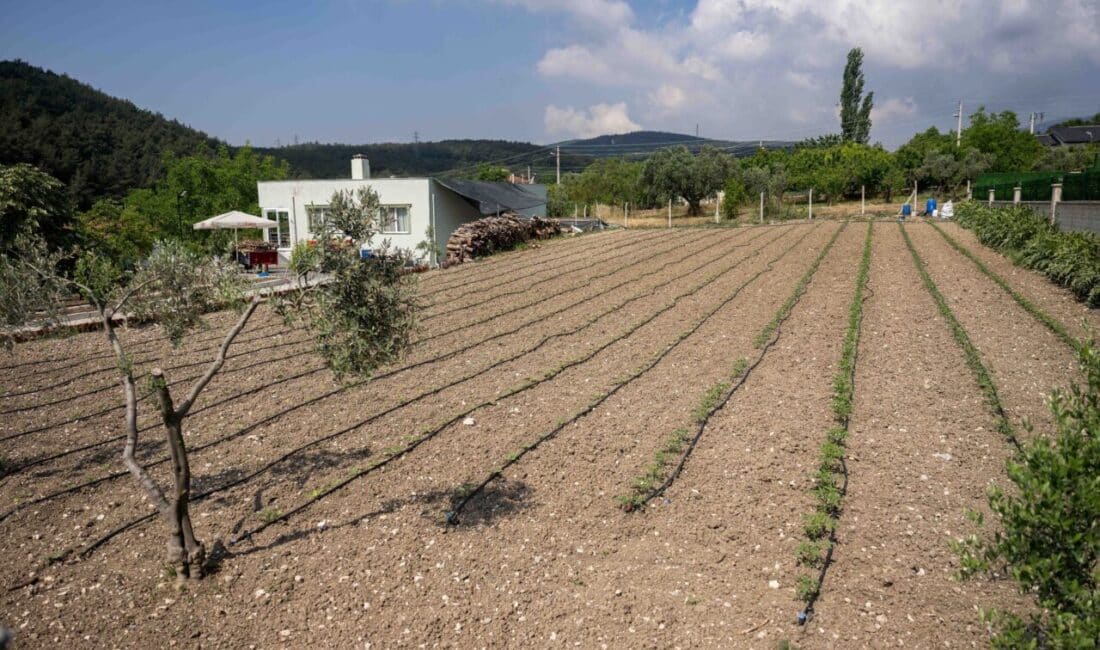 Bornova Belediyesi, Işıkkent’teki Kurban Pazarı’ndan çıkan hayvan gübrelerini tarımsal üretime