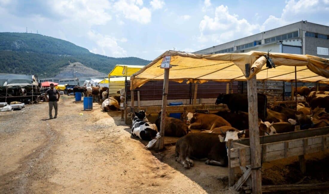 Toplam 120 çadırın kurulduğu pazarda 62 çadır büyükbaş, 58 çadır