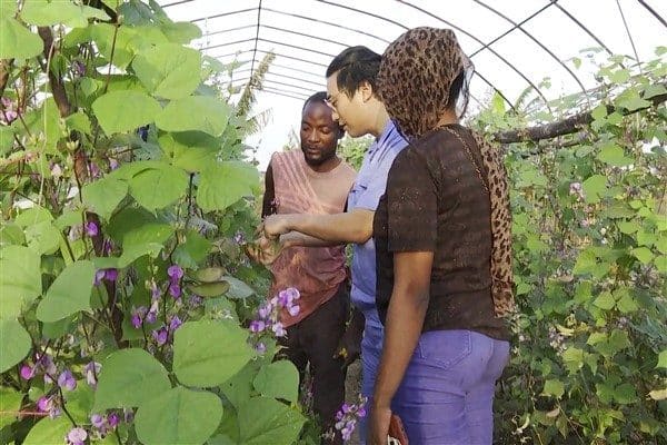 Çin’in 21 Afrika ülkesine tarım teknolojisi desteği sağladığı bildirildi. Bu