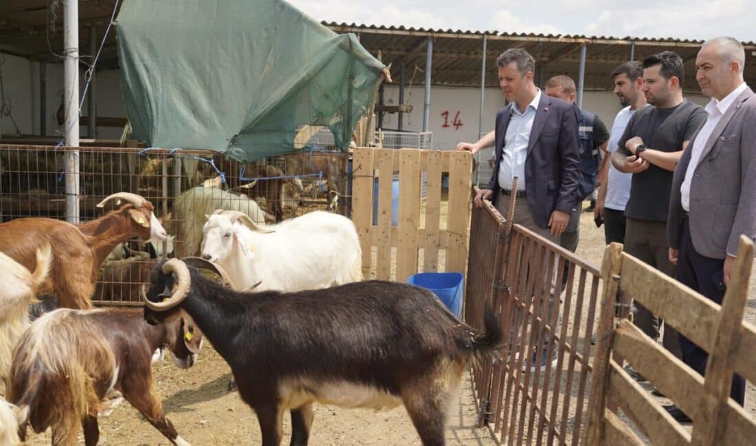 Çorlu Belediyesi tarafından Kurban Bayramı için hazırlanan kurban satış pazarı,