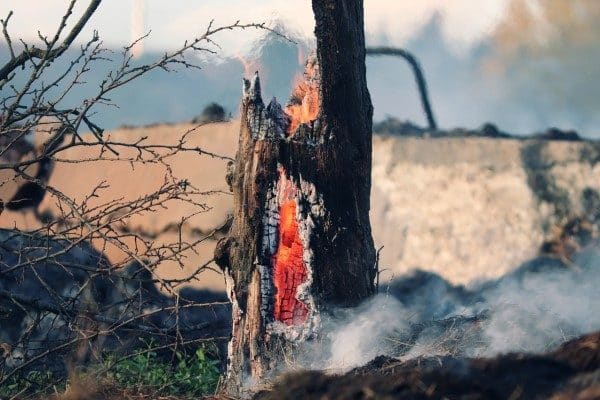 Orman Genel Müdürlüğünün (OGM) açıklamasında, İzmir'in Aliağa ilçesinde meydana gelen orman