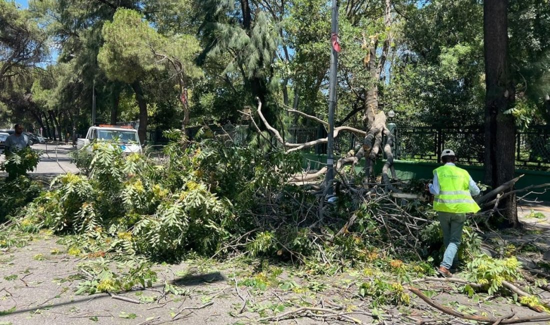 İzmir Büyükşehir Belediyesi, kenti etkisi altına şiddetli rüzgar ve orman