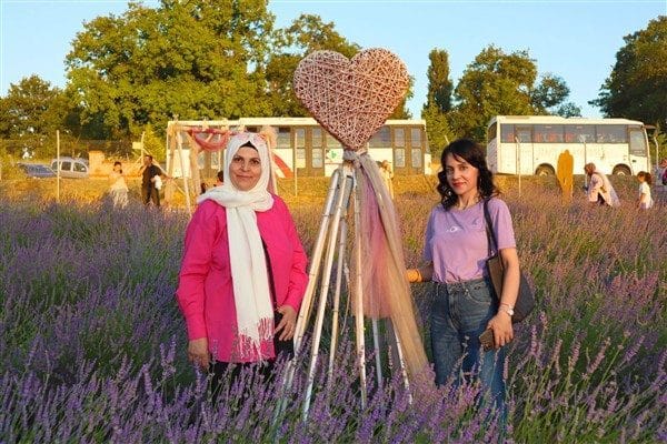 İzmit Belediyesi Kırsal Hizmetler Müdürlüğü tarafından geleneksel hale getirilen Lavanta