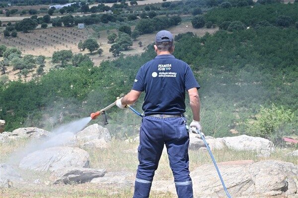 Köprübaşı ilçesinde yaşanan çekirge istilası, hem tarım alanlarında hem de