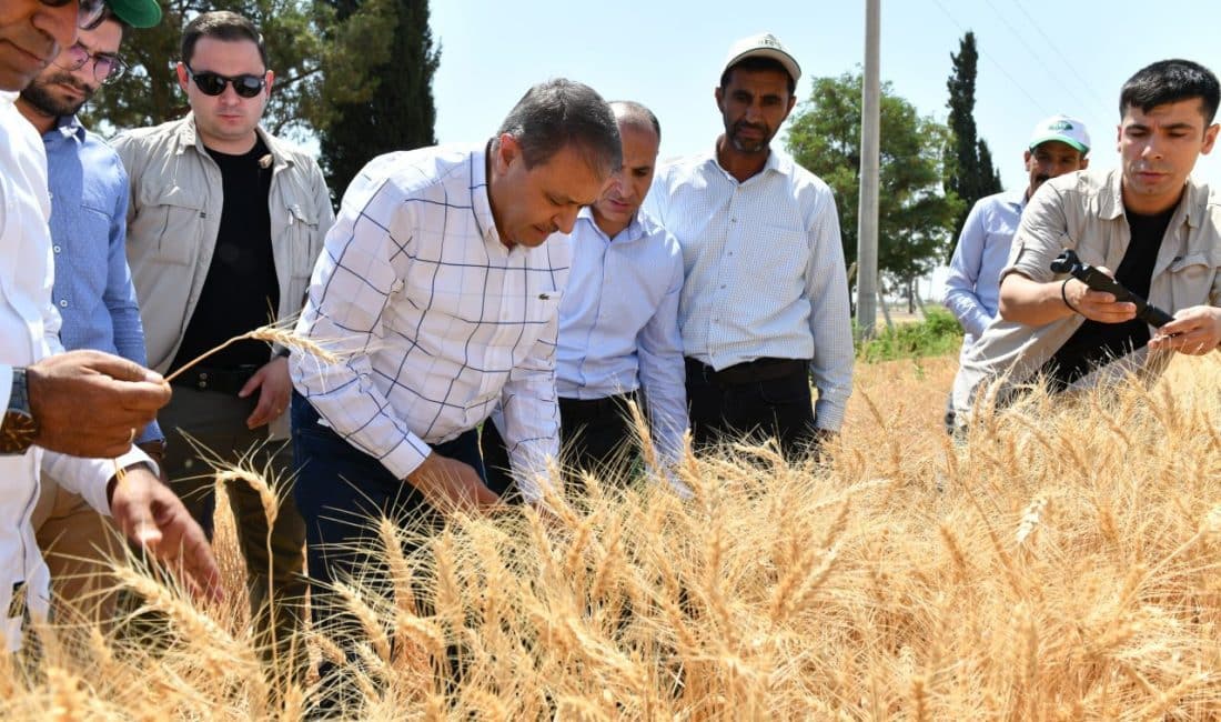 Buğday üretiminde geçen yıl kayıtlara geçen 1.5 milyon ton üretimini
