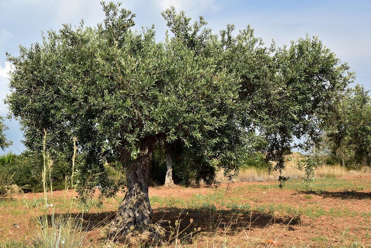 Kamuyu Aydınlatma Platformuna (KAP) yapılan açıklamada, ''Şirketin, Adana'nın Yüreğir ilçesi