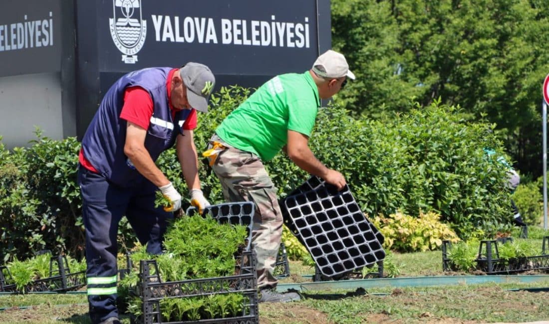 Yalova’da; parklar, kavşaklar, refüjler ve yürüyüş alanları mevsimlik çiçeklerle donatılıyor.