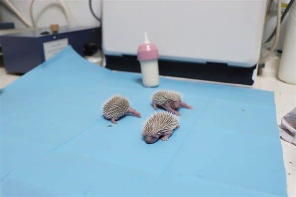 Doğada yalnız başına bulunan ve henüz kendi başlarına yaşamlarını sürdürebilecek