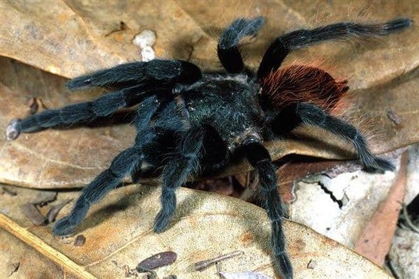 Kutunun üzerinde çikolatalı pandispanya yazıyordu, ancak gümrük memurları, çikolata olmadığını