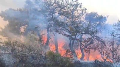 Valilikten yapılan açıklamada Alanya ve Gazipaşa ilçelerinde çıkan orman yangınlarına