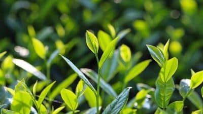 Çay İşletmeleri Genel Müdürlüğü (ÇAYKUR), başta doğu bölgesi olmak üzere, ikinci