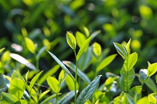 Çay İşletmeleri Genel Müdürlüğü (ÇAYKUR), başta doğu bölgesi olmak üzere, ikinci