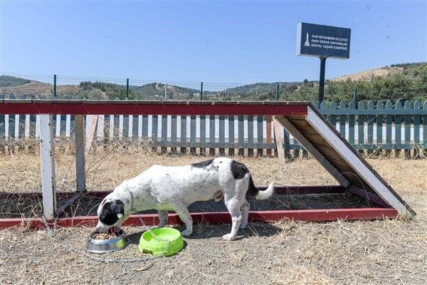 İzmir Büyükşehir Belediyesi Veteriner İşleri Dairesi, belediyeye ait barınaklarda koruma