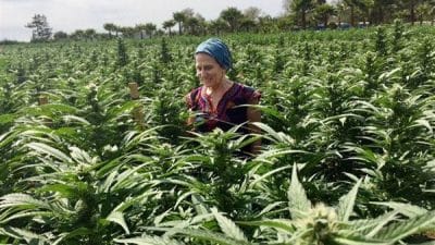 Jaime Alanis'in ölümü, Birleşik Çiftlik İşçileri savunuculuk grubunun sosyal medya