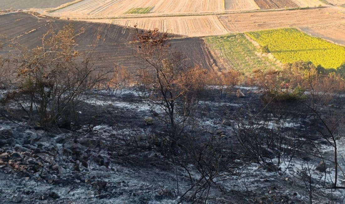Karacabey’in Çavuş Mahallesi sınırları içinde bulunan Omar Bayırları mevkisindeki ormanlık