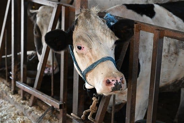 Manisa Büyükşehir Belediyesi Veteriner İşleri Dairesi Başkanlığı Vektörlerle Mücadele Şube