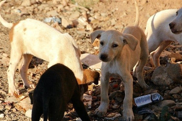 Sokak hayvanlarına yönelik çalışmalar gerçekleştiren Milas Belediyesi’nin Milas Kent Konseyi