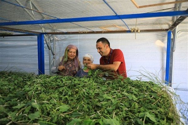 Muğla Büyükşehir Belediyesi, ilin geleneksel tarımsal faaliyetlerinden biri olan ipekböcekçiliğini