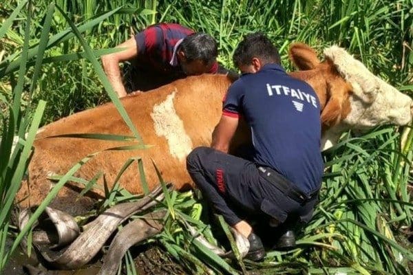 Vatandaşların ihbarı üzerine bölgeye sevk edilen Muş Belediyesi İtfaiye Müdürlüğü