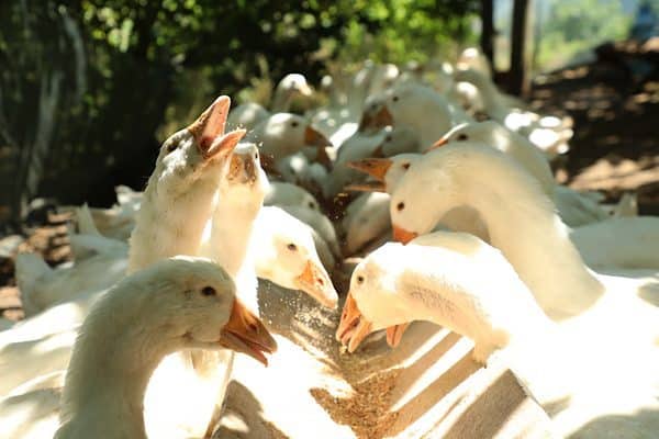 Ordu Büyükşehir Belediyesi’nin tarım ve hayvancılık alanında uygulamaya koyduğu “alım