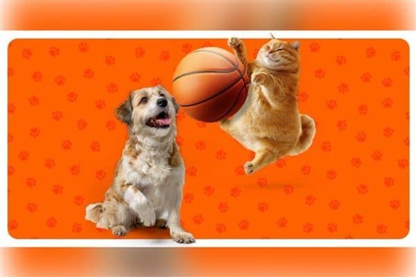 A Milli Kadın Basketbol Takımımız, FIBA 2025 Avrupa Şampiyonası’nı 7.